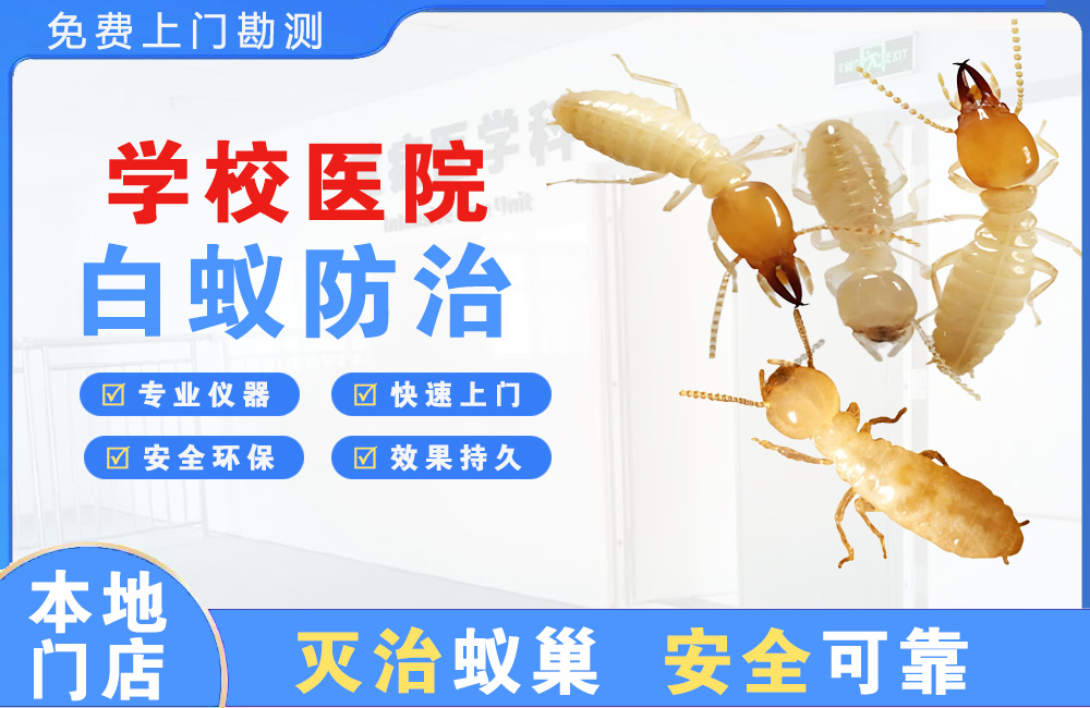 台山学校医院白蚁防治