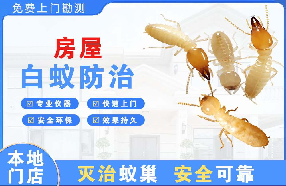 台山房屋白蚁防治