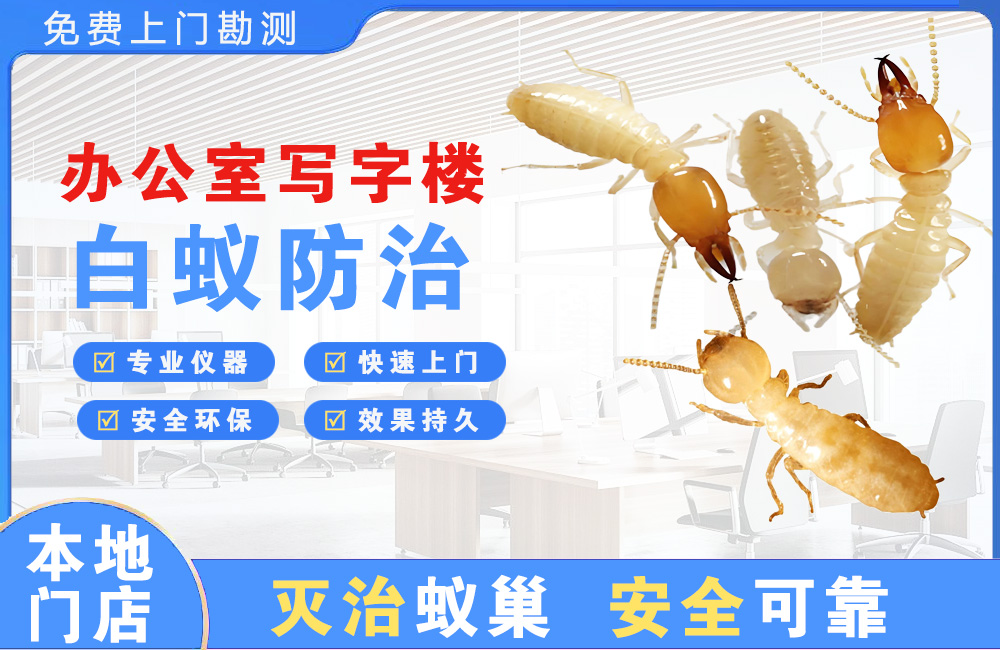 台山办公室写字楼白蚁防治